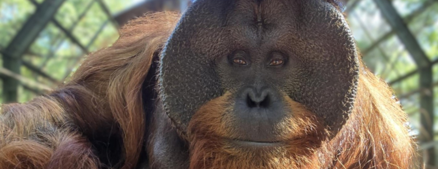 Drinks with Our Ape Dads