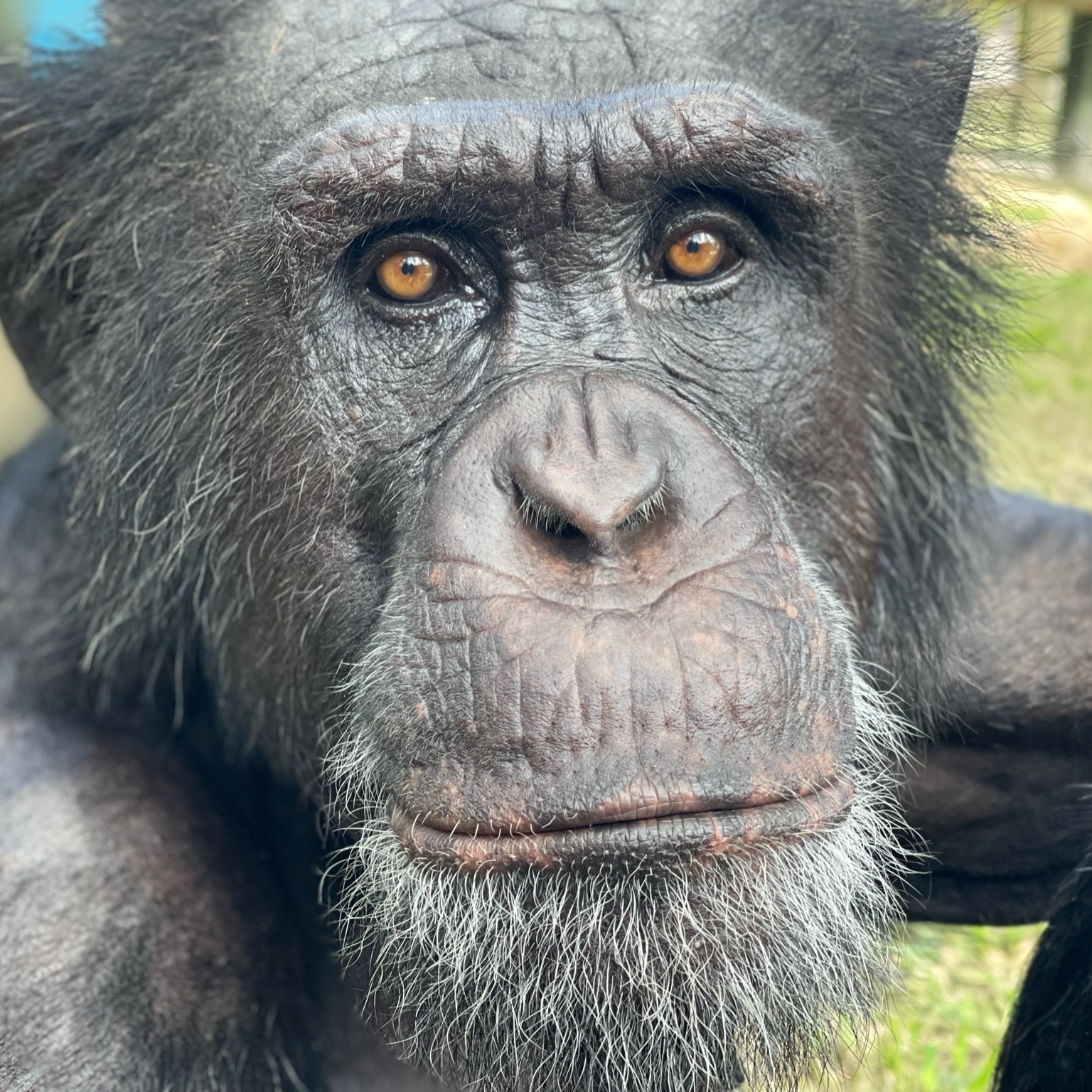 Drinks with Our Ape Dads - logo